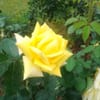 Harjeet S.